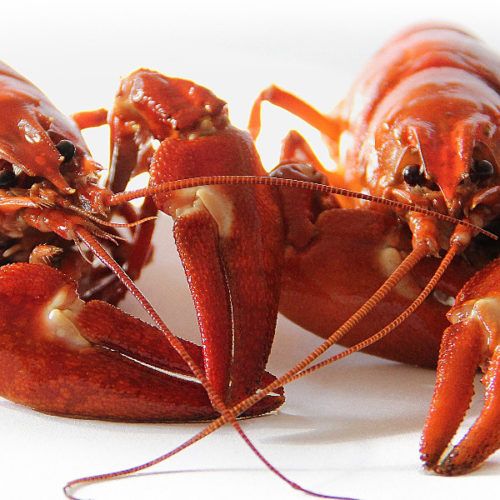 Lobster Lunch NY Basement web